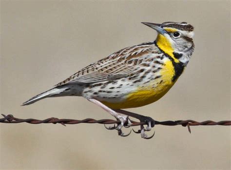 Meadowlark Nebraska State Song Bird Chuck Starr Flickr