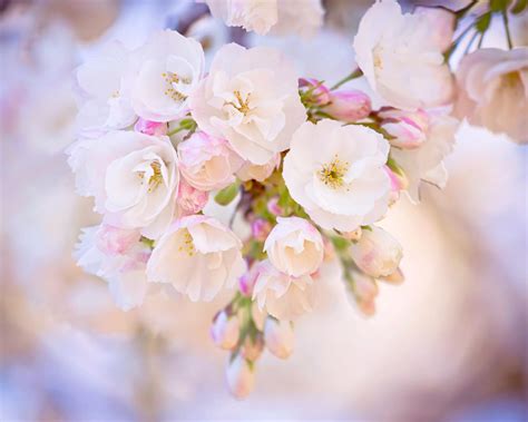 30 Spring Backgrounds Wallpapers Images Pictures Design Trends