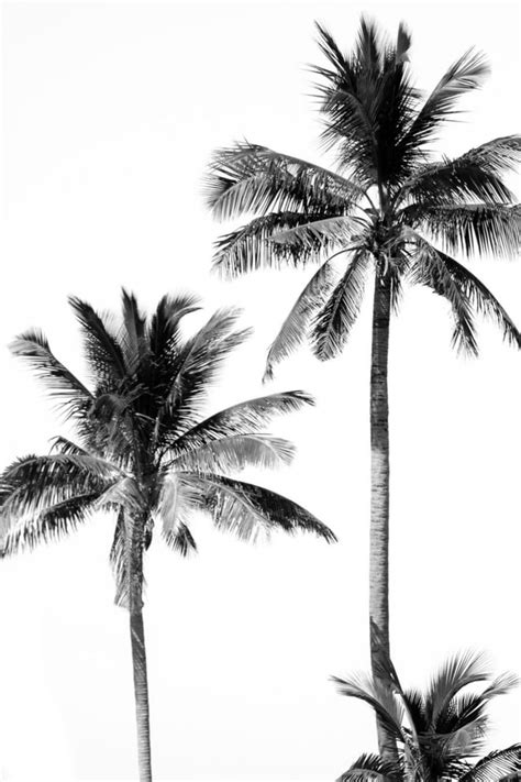 27 Black And White Palm Trees Wallpaper Home Decor Ideas