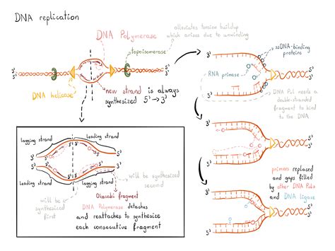 Diagram Of A Replication Bubble