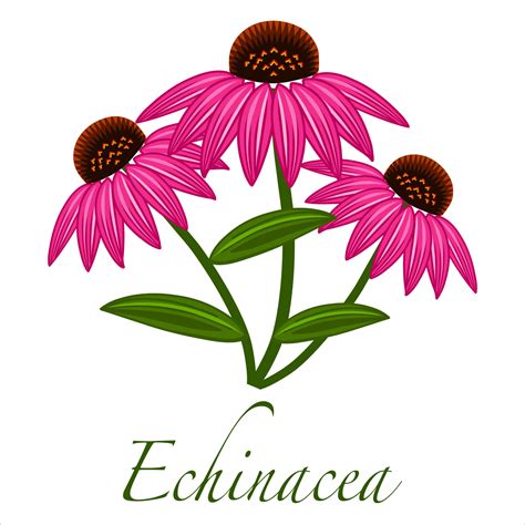 Echinacea Ayurvedic Herbaceous Flowering Plant Isolated On White