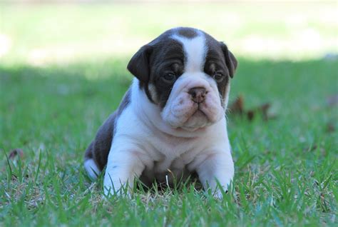 We strive in producing just top quality english bulldog puppies, mostly merle and lilac tri colors. Chocolate Tri Olde English Bulldogge Puppies For Sale