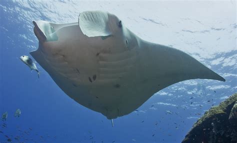 Why Do Manta Rays Move Their Cephalic Lobes — Marine Megafauna Foundation