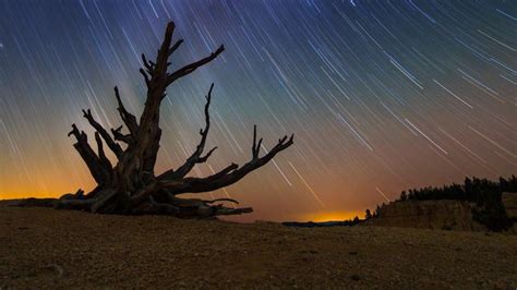 Star Trails And A Bristlecone Pine At Bryce Canyon