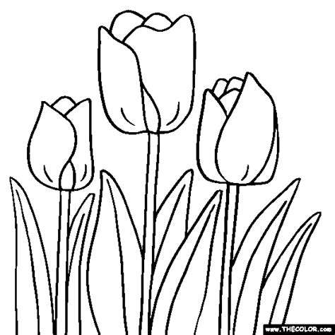 large tulip coloring page  open coloring pages