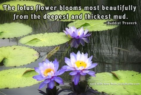 Each flower color also has its own symbolism. The Lotus Flower | Buddhism, Buddhists and Buddhist quotes