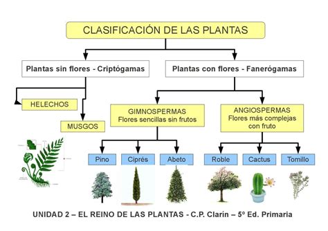 Mapa Conceptual De Las Plantas Angiospermas Y Gimnospermas The