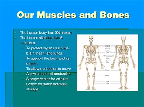 Ross and wilson has been a core text for students of anatomy and physiology. PPT - Anatomy, Physiology, & My Fitness Plan PowerPoint Presentation - ID:6837449