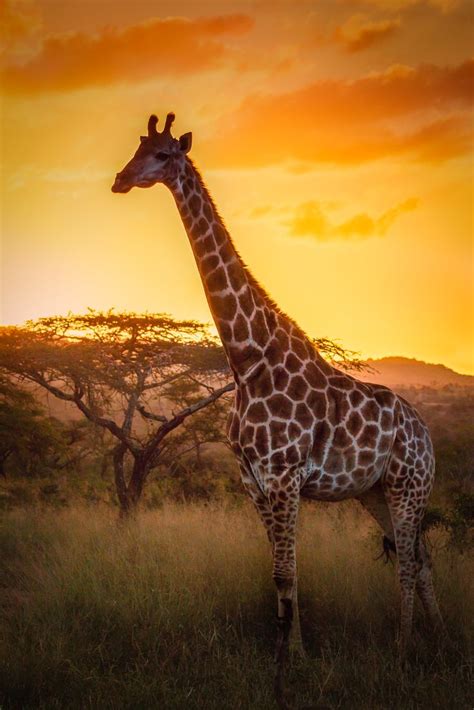 Giraffe At Sunset In Kwazulunatal South Africa Giraffe Photography