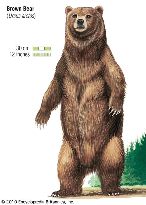 Grizzly Bear Size Vs Human