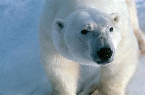 Polar Bear Photograph By Dan Guravich Fine Art America