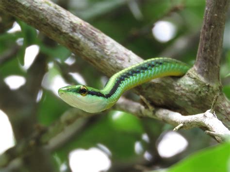 Leptophis Green Snake Vine · Free Photo On Pixabay