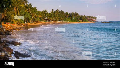 Palm Trees On Mirissa Beach At Dusk South Coast Of Sri Lanka Asia