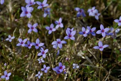 New York Native Plants List 14 Stunning Garden And Landscape Choices