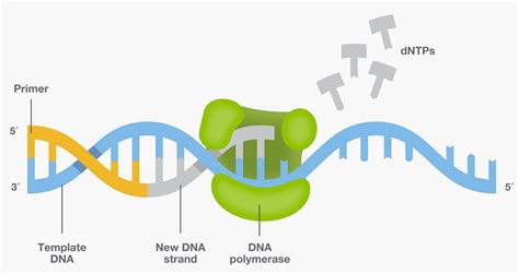 Polymerase chain reaction (pcr) is a method widely used to rapidly make millions to billions of copies of a specific dna sample, allowing scientists to take a very small sample of dna and amplify it to. PCR Basics | Thermo Fisher Scientific - MX