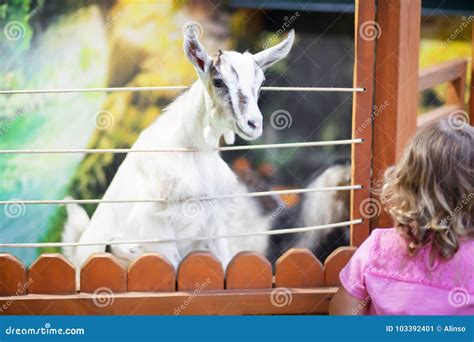 Little Girl Feeding Sheeps At Farm Stock Image Image Of Adorable