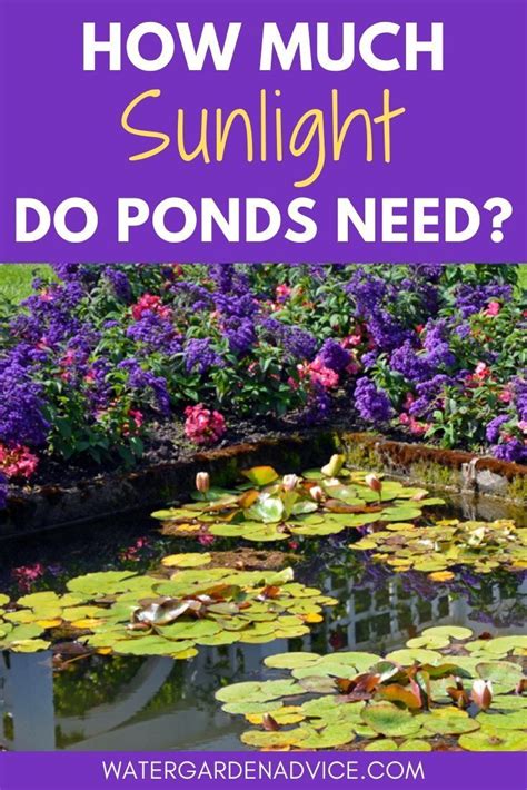 Because they're such a large fish, koi ponds need to be large. How Much Sunlight Do Ponds Need? | Ponds backyard, Survival gardening, Pond