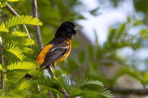 Look High For The Newly Arrived Baltimore Orioles Or Lure Them In For A