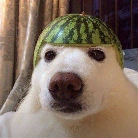 Watermelon Dog Nsfl