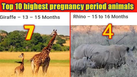 Top 10 Highest Pregnancy Period Animals In The World Elepant Dolphins