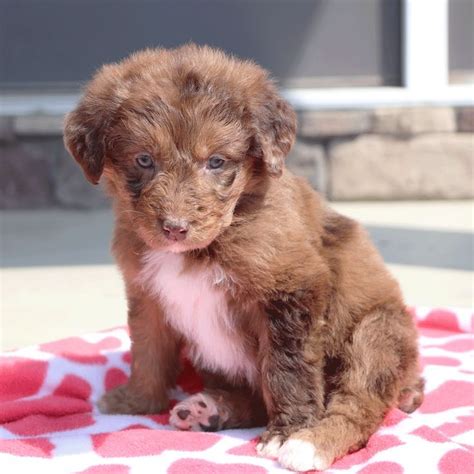The aussie poodle mix is more popular in the us than in australia. Adorable Australian Shepherd Poodle mix via ...