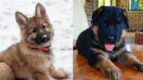 10 Amazing Facts About German Shepherd Gsd Facts
