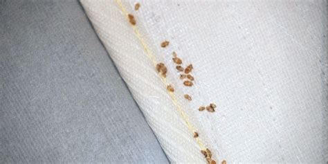 How To Know If You Have Bed Bugs 7 Early Signs To Look For