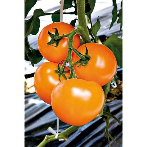 Plants Greff S De Tomates Achat De Plants Potagers Baumaux