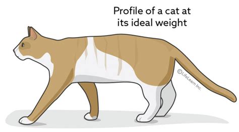 Know how to check your cat's weight. Creating a Weight Reduction Plan for Cats | VCA Animal ...