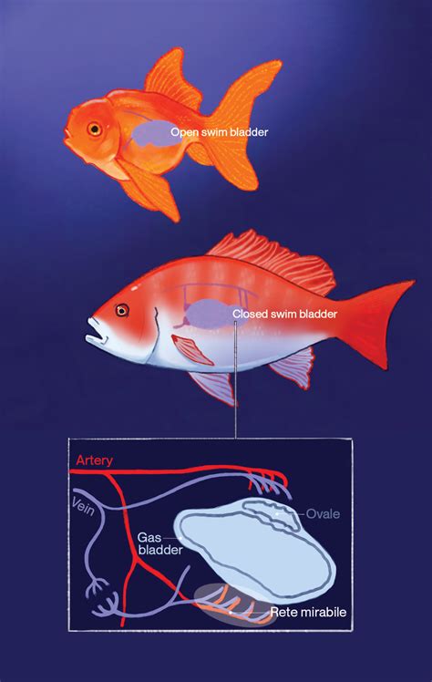 Swim Bladder Would Being Stabbed Be Beneficial To A Fish Sq Online