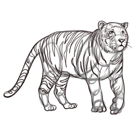 How To Draw A Tiger With Pictures Wikihow Comment Dessiner Un
