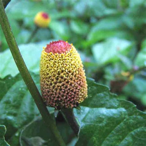 Spilanthes Acmella 200 Seeds Toothache Plant Medicinal