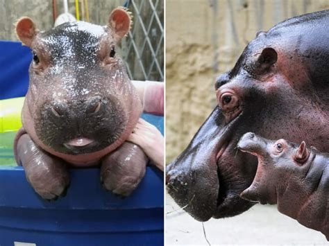 21 Baby Hippo Pictures That Will Make You Smile In Ways You Never Knew