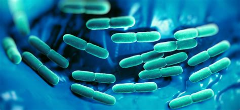 Something To Digest Facts About Lactobacillus Rhamnosus Gg Lgg