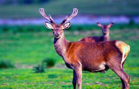 Clearing the cache and refreshing the document can sometimes help (as can time). 12 Fantastic Animals to Spot in India's National Parks