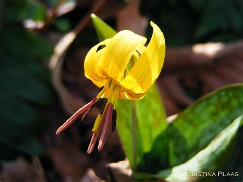 Smoky Mountain Trout Lilies Great Smoky Mountains National Park