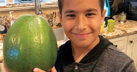 largest avocado massive 5 6 pound avocado in hawaii wins guinness world records title cbs news