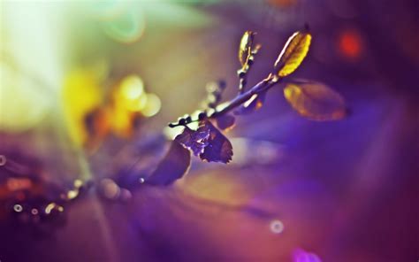 Wallpaper Sunlight Leaves Nature Reflection Purple Branch