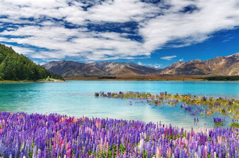 Travel Trip Journey Lake Tekapo New Zealand