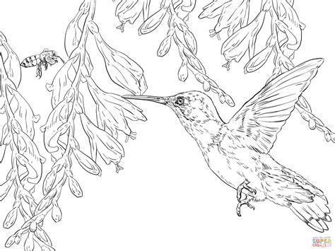 Bee Hummingbird coloring page | Free Printable Coloring Pages