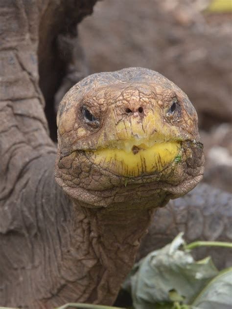 Sex Crazy Galapagos Tortoise Fathers 800 Saves Species