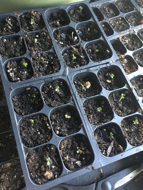 Germinating Broccoli Seeds In A Paper Towel With Photos Dengarden