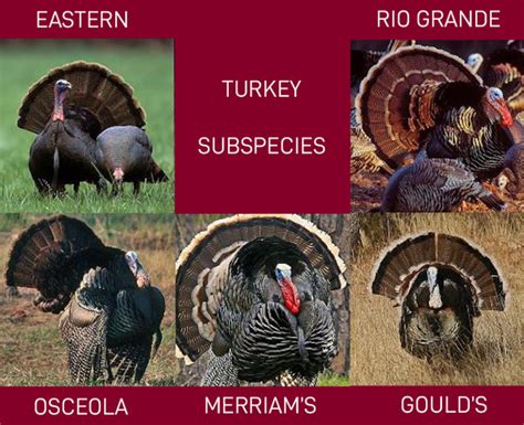 Understanding The 5 Wild Turkey Subspecies Bowhunters United