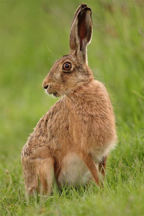 Brown Hare Sitting Side Look After Sunset May Suffolk Le Flickr