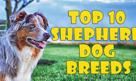 Top 10 Shepherd Dog Breeds All About Dogs