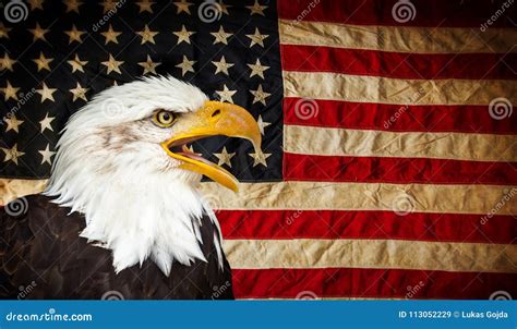 American Bald Eagle With Flag Stock Image Image Of Portrait