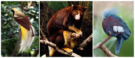 Fauna Endemik Taman Nasional Lorentz Papua Tanah Airku