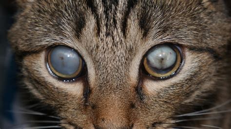 The Eyes Of My Blind Cat Felix Raww