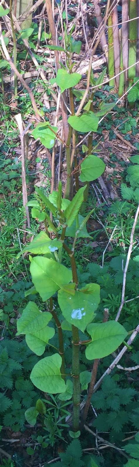 Japanese Knotweed Do You Know What To Look For Allcott Associates