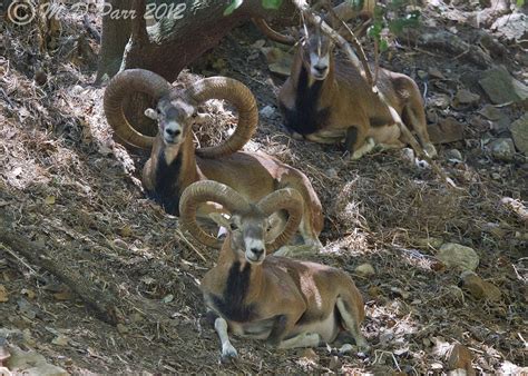 Cyprus Mouflon Ovis Orientalis Ophion More Here Flic Flickr